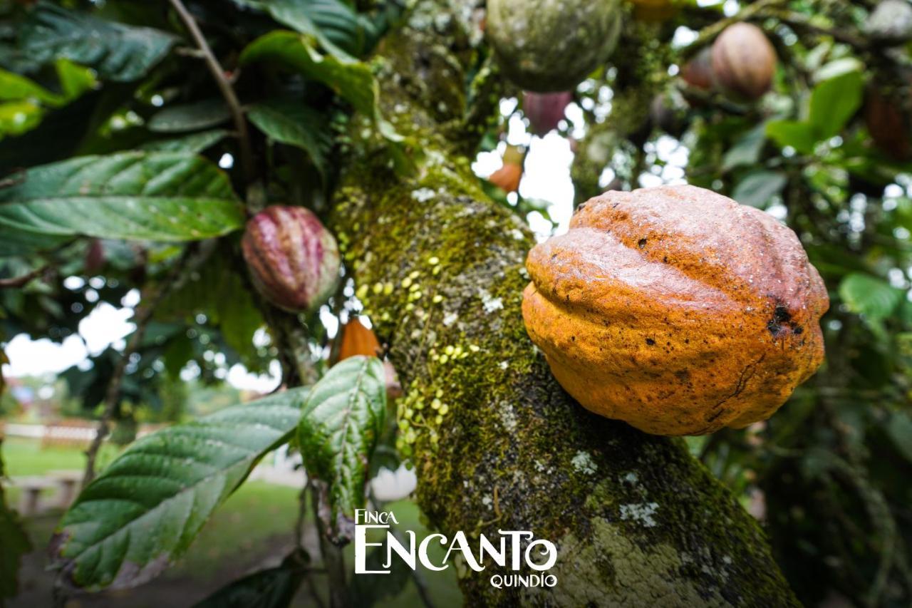 Encanto Quindio